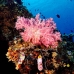 coral_soft_lk_v_0705_png1167.jpg